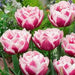 Fantasy Lady Tulip ,Double Late spring flowering ,fall bulbs - Caribbean garden seed