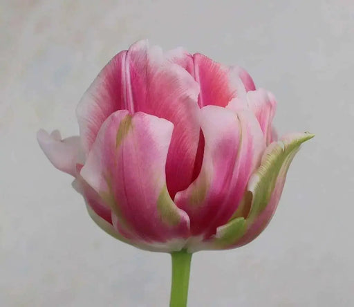 Fantasy Lady Tulip ,Double Late spring flowering ,fall bulbs - Caribbean garden seed