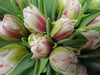 Fantasy Lady Tulip ,Double Late spring flowering ,fall bulbs - Caribbean garden seed