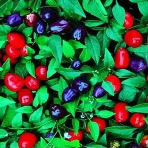 Filius Blue Pepper Seeds (Capsicum Annuum Filius Blue) Great for your flower border,patio planter, Container and Garden bed. - Caribbean garden seed
