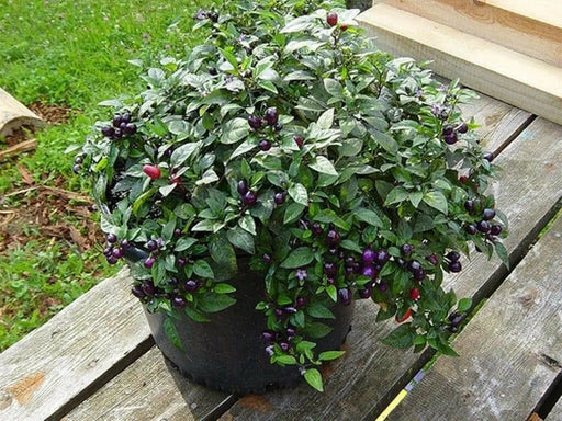 Filius Blue Pepper Seeds (Capsicum Annuum Filius Blue) Great for your flower border,patio planter, Container and Garden bed. - Caribbean garden seed