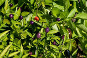 Filius Blue Pepper Seeds (Capsicum Annuum Filius Blue) Great for your flower border,patio planter, Container and Garden bed. - Caribbean garden seed