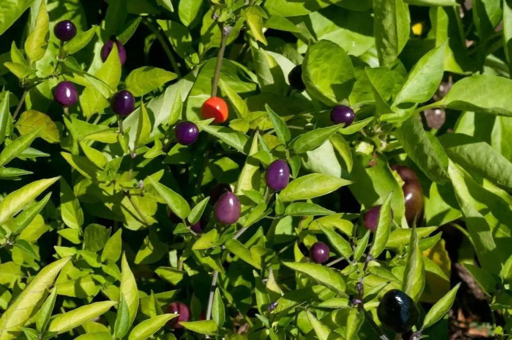 Filius Blue Pepper Seeds (Capsicum Annuum Filius Blue) Great for your flower border,patio planter, Container and Garden bed. - Caribbean garden seed