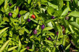 Filius Blue Pepper Seeds (Capsicum Annuum Filius Blue) Great for your flower border,patio planter, Container and Garden bed. - Caribbean garden seed