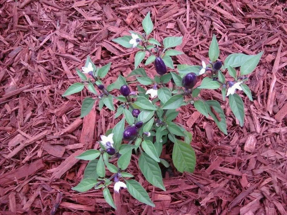 Filius Blue Pepper Seeds (Capsicum Annuum Filius Blue) Great for your flower border,patio planter, Container and Garden bed. - Caribbean garden seed