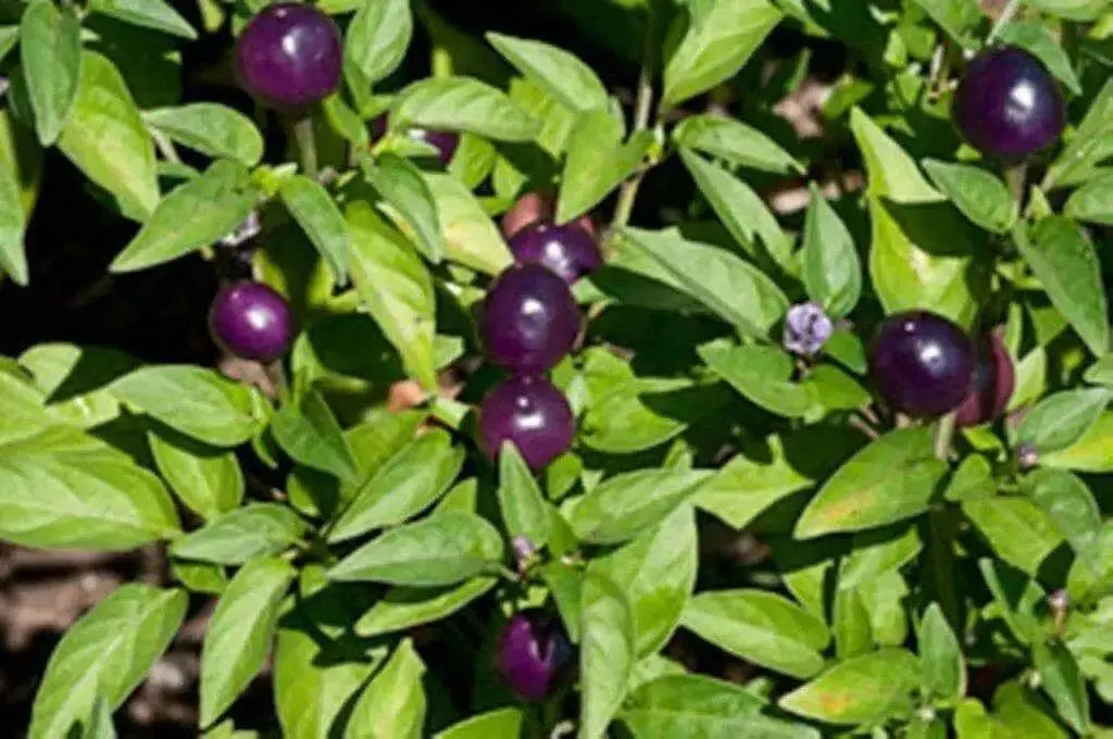 Filius Blue Pepper Seeds (Capsicum Annuum Filius Blue) Great for your flower border,patio planter, Container and Garden bed. - Caribbean garden seed