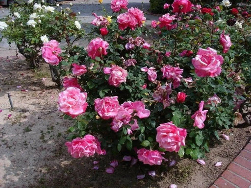 First Prize Rose BUSH(1 Plant) PERENNIAL Flowers - Caribbean garden seed