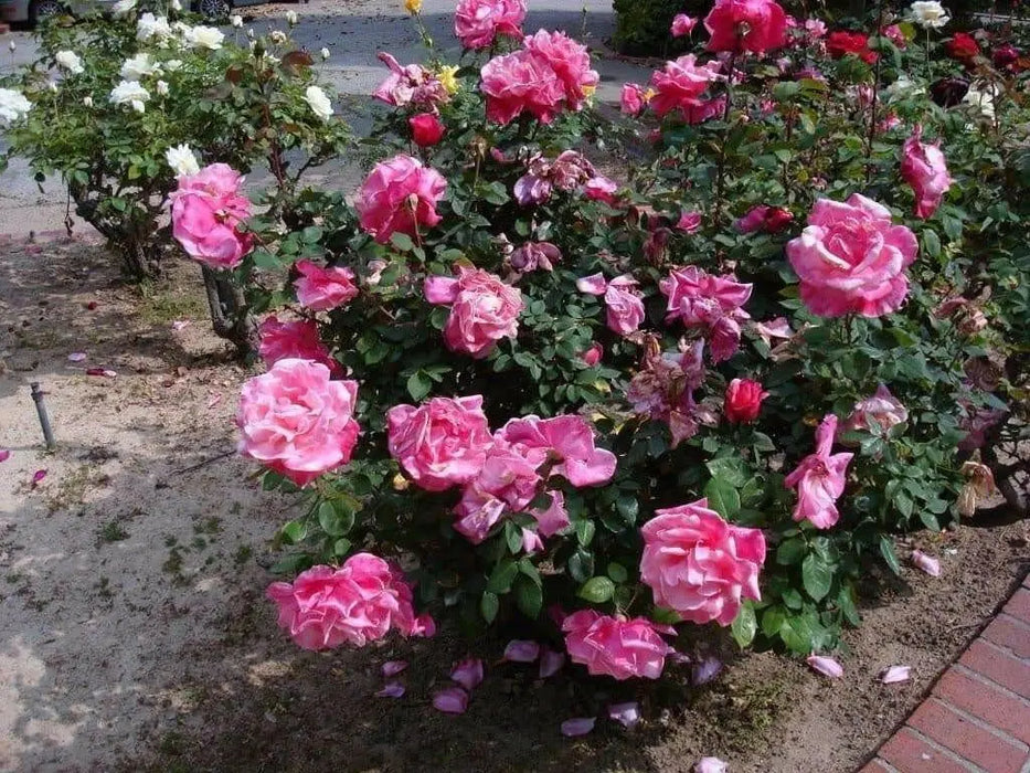 First Prize Rose BUSH(1 Plant) PERENNIAL Flowers - Caribbean garden seed