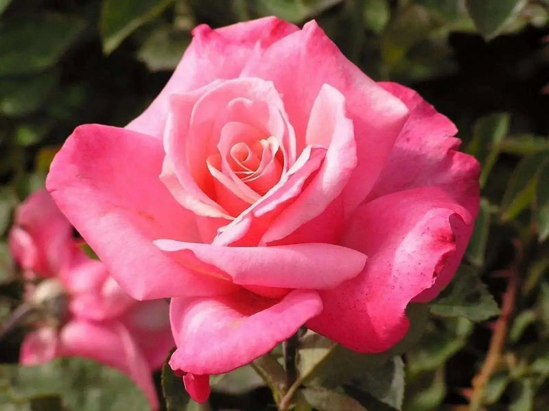 First Prize Rose BUSH(1 Plant) PERENNIAL Flowers - Caribbean garden seed