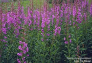Fireweed Seeds, AKA Willow Herb - Caribbean garden seed