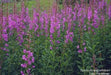 Fireweed Seeds, AKA Willow Herb - Caribbean garden seed