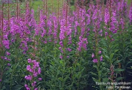 Fireweed Seeds, AKA Willow Herb - Caribbean garden seed