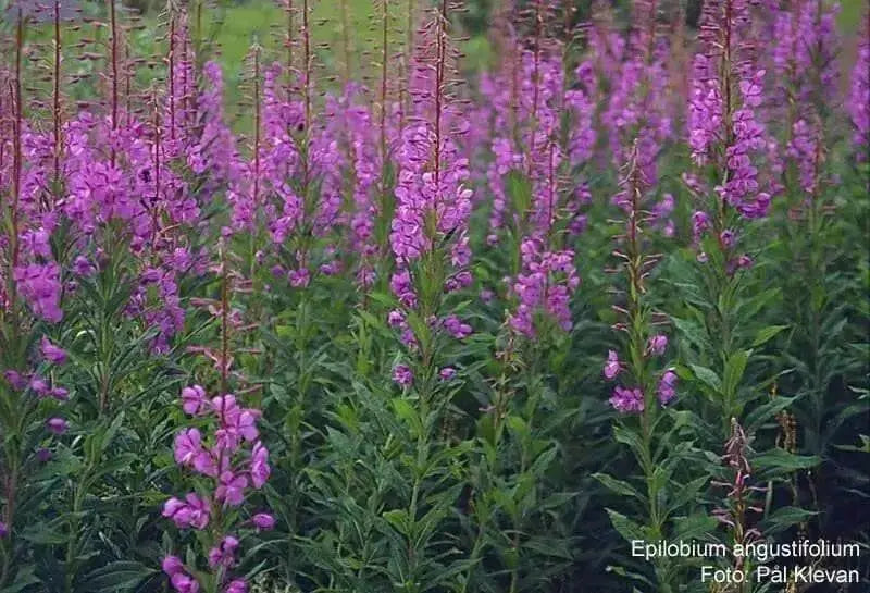 Fireweed Seeds, AKA Willow Herb - Caribbean garden seed