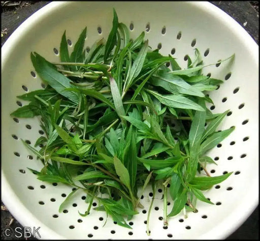 Fireweed Seeds, AKA Willow Herb - Caribbean garden seed