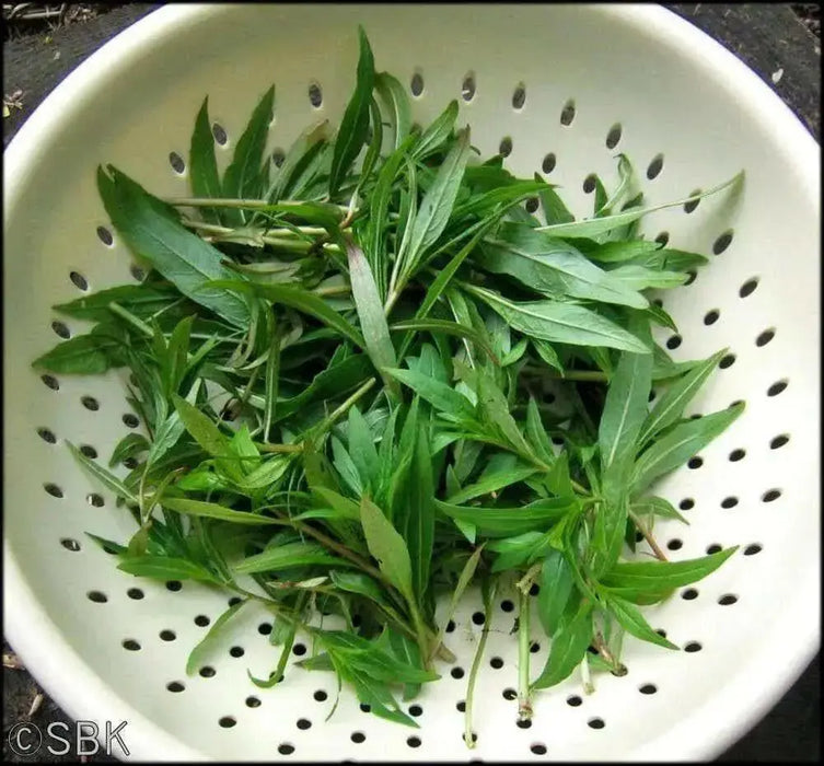 Fireweed Seeds, AKA Willow Herb - Caribbean garden seed