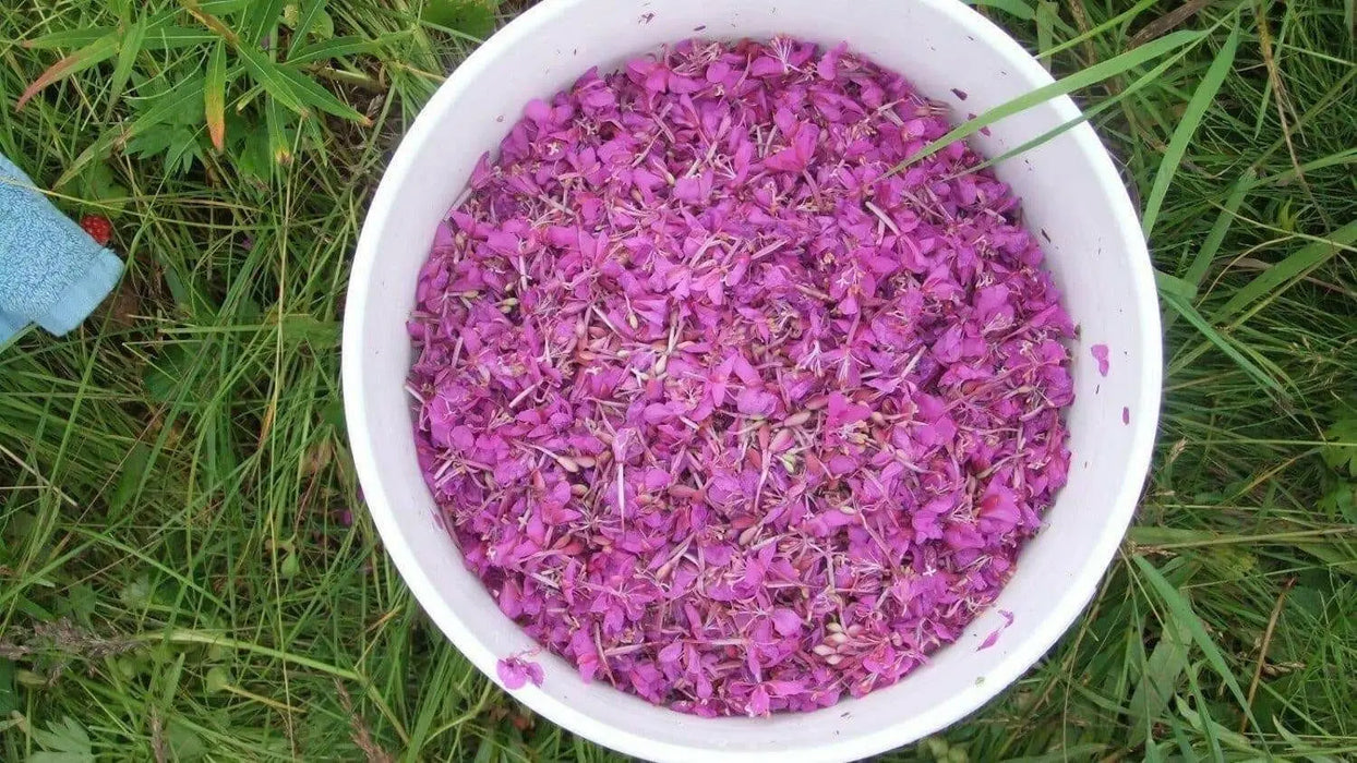 Fireweed Seeds, AKA Willow Herb - Caribbean garden seed