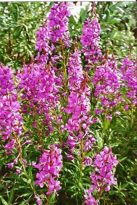 Fireweed Seeds, AKA Willow Herb - Caribbean garden seed