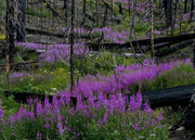 Fireweed Seeds, AKA Willow Herb - Caribbean garden seed