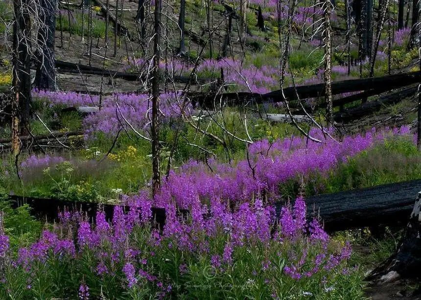 Fireweed Seeds, AKA Willow Herb - Caribbean garden seed