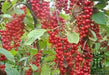 Five-flavor berry , Schizandra Seed , PERENNIAL VINE - Caribbean garden seed