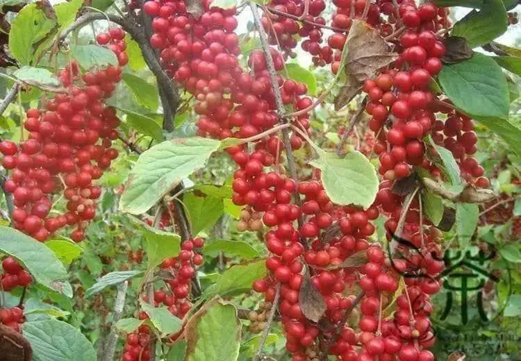 Five-flavor berry , Schizandra Seed , PERENNIAL VINE - Caribbean garden seed