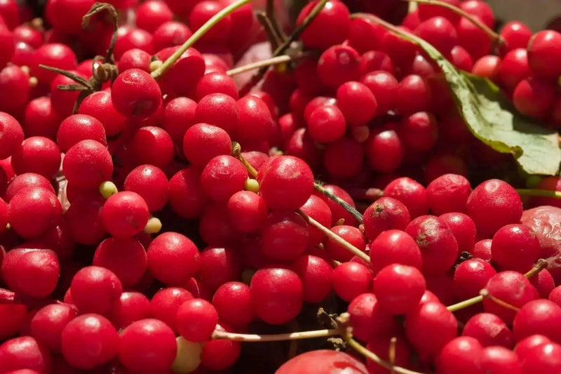 Five-flavor berry , Schizandra Seed , PERENNIAL VINE - Caribbean garden seed