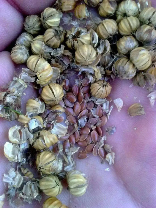 FLAX Herb  Seeds,ANNUAL FLOWERS, JAMAICAN LINSEED - Caribbean garden seed