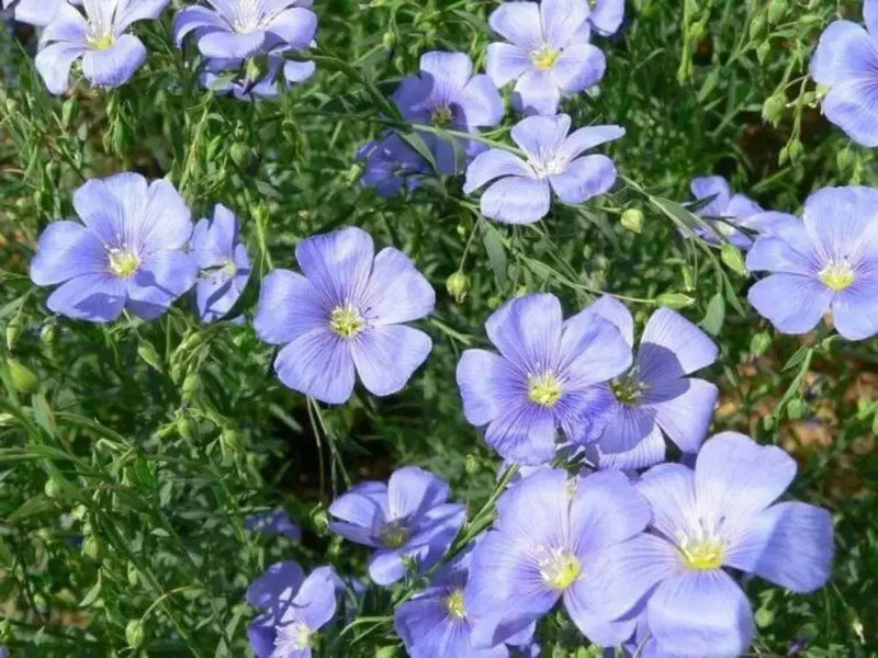 FLAX Herb  Seeds,ANNUAL FLOWERS, JAMAICAN LINSEED - Caribbean garden seed