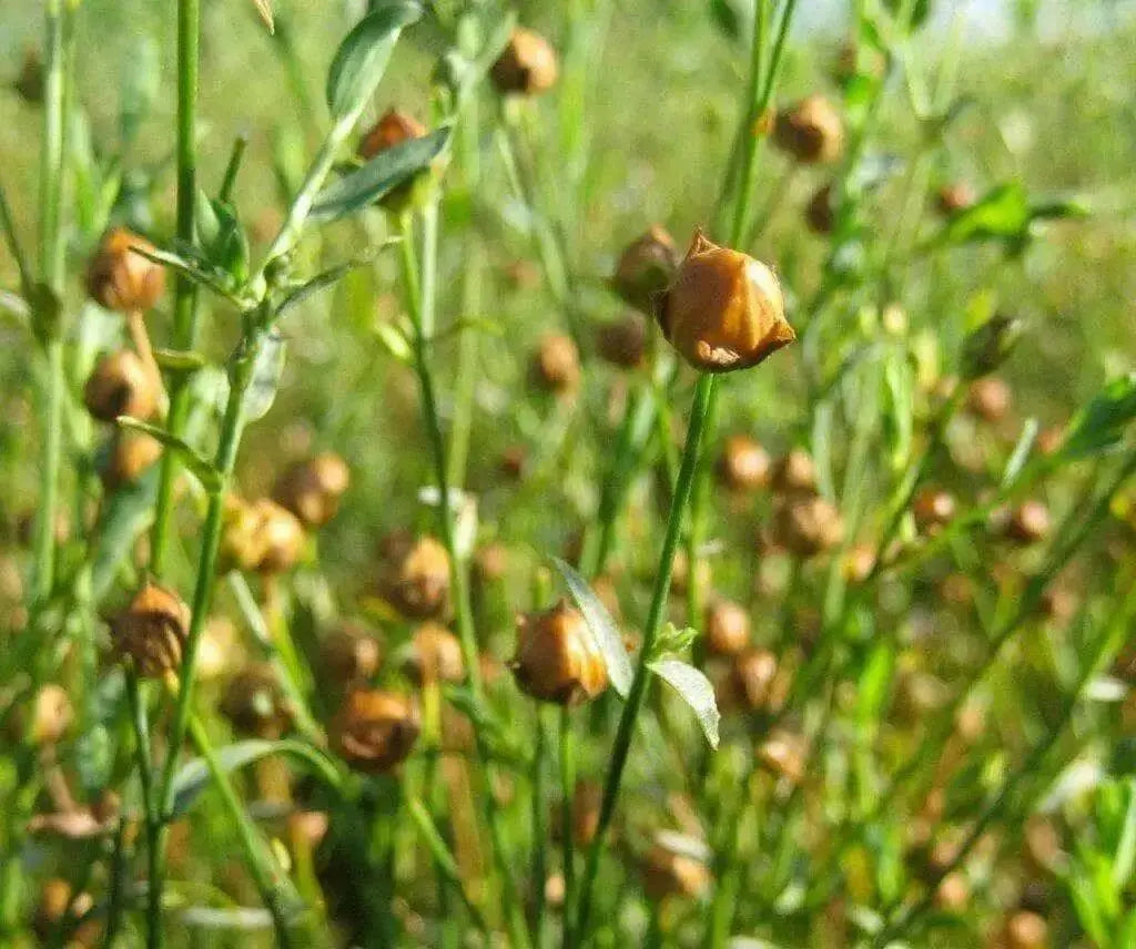 flax flowers seed