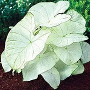 Florida Moonlight CALADIUM (Bulbs) TROPICAL  FOLIAGE - Caribbean garden seed