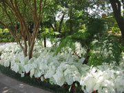 Florida Moonlight CALADIUM (Bulbs) TROPICAL  FOLIAGE - Caribbean garden seed