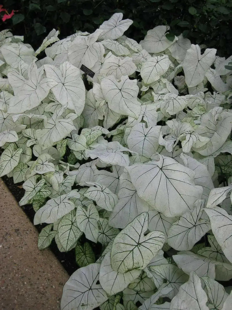 Florida Moonlight CALADIUM (Bulbs) TROPICAL  FOLIAGE - Caribbean garden seed