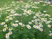Feverfew Seeds (Chrysanthemum Parthenium) Both flowers and Herb, - Caribbean garden seed