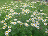 Feverfew Seeds (Chrysanthemum Parthenium) Both flowers and Herb, - Caribbean garden seed