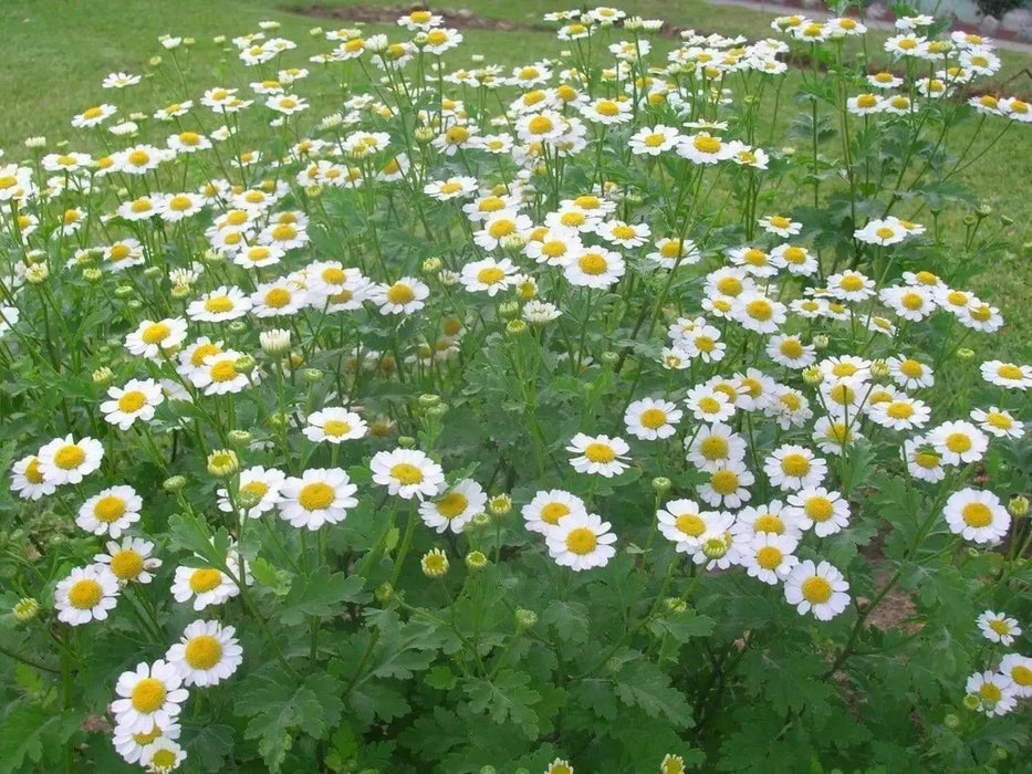 Feverfew Seeds (Chrysanthemum Parthenium) Both flowers and Herb, - Caribbean garden seed