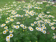 Feverfew Seeds (Chrysanthemum Parthenium) Both flowers and Herb, - Caribbean garden seed