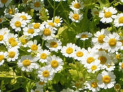 Feverfew Seeds (Chrysanthemum Parthenium) Both flowers and Herb, - Caribbean garden seed