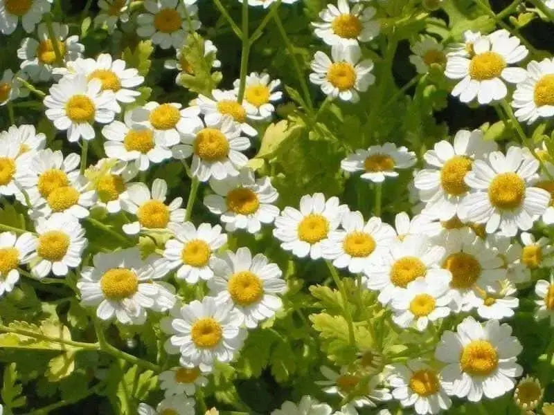 Feverfew Seeds (Chrysanthemum Parthenium) Both flowers and Herb, - Caribbean garden seed