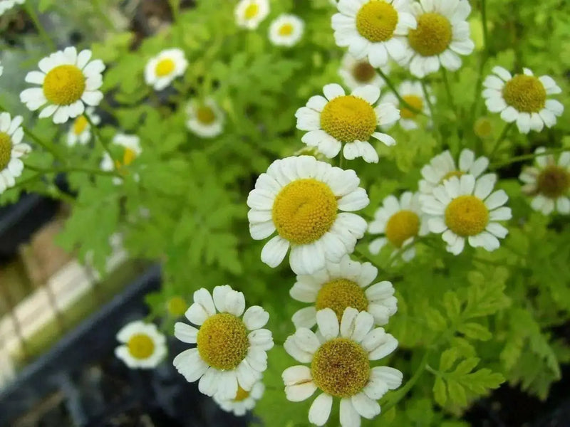 Feverfew Seeds (Chrysanthemum Parthenium) Both flowers and Herb, - Caribbean garden seed
