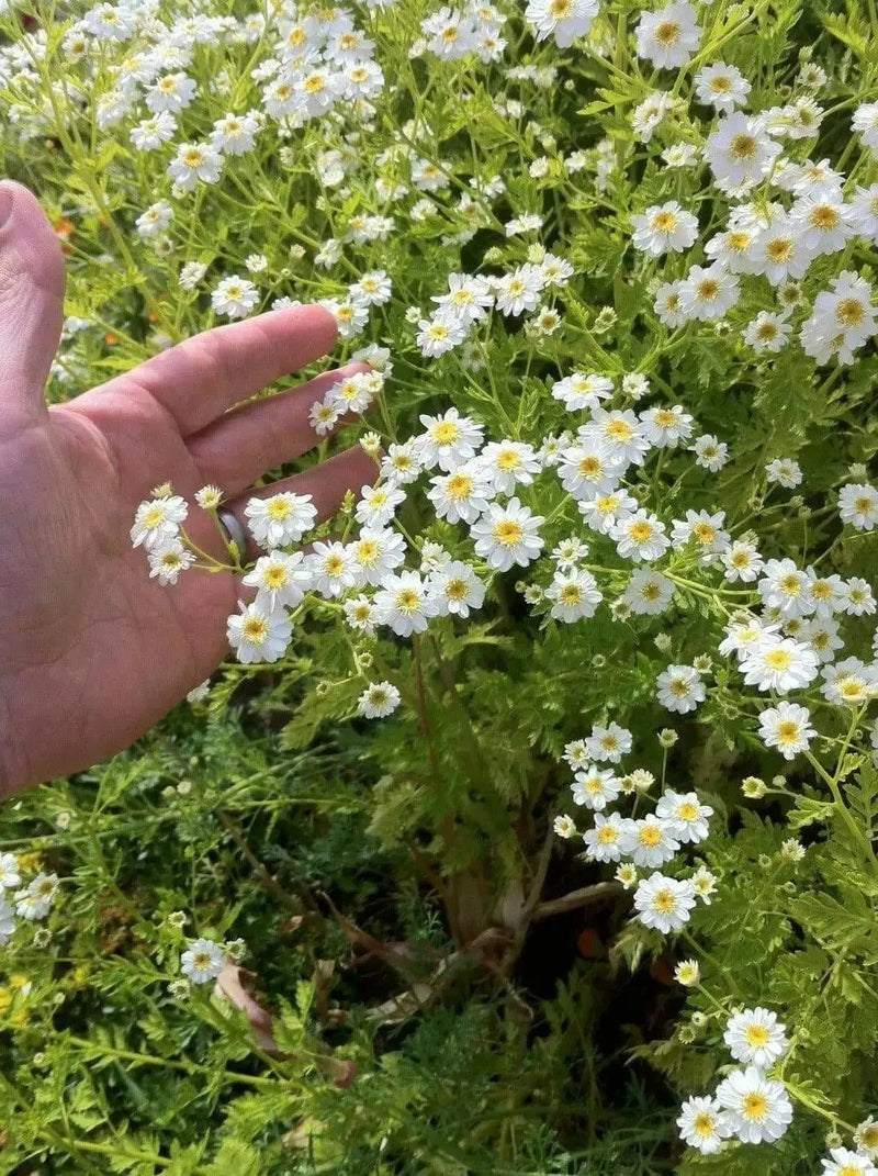 Feverfew Seeds (Chrysanthemum Parthenium) Both flowers and Herb, - Caribbean garden seed