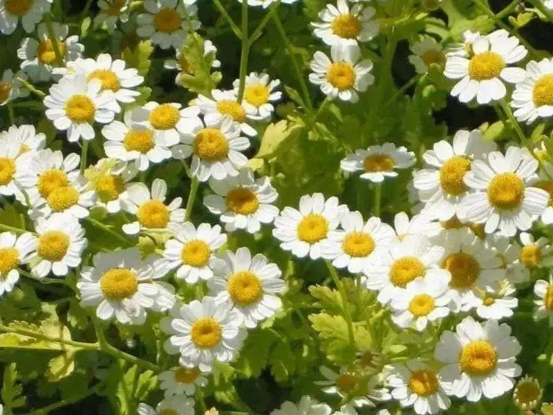 Feverfew Seeds (Chrysanthemum Parthenium) Both flowers and Herb, - Caribbean garden seed