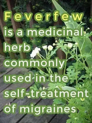 Feverfew Seeds (Chrysanthemum Parthenium) Both flowers and Herb, - Caribbean garden seed