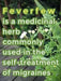 Feverfew Seeds (Chrysanthemum Parthenium) Both flowers and Herb, - Caribbean garden seed