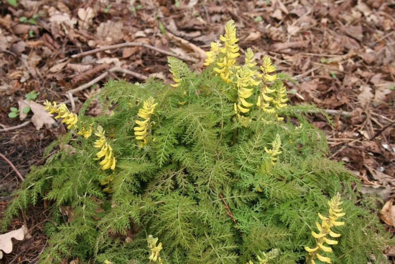 CORYDALIS