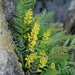 Ferny Corydalis Seeds -, Shade loving plant ,hardy perennial - Caribbean garden seed
