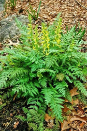 Ferny Corydalis Seeds -, Shade loving plant ,hardy perennial - Caribbean garden seed