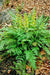 Ferny Corydalis Seeds -, Shade loving plant ,hardy perennial - Caribbean garden seed