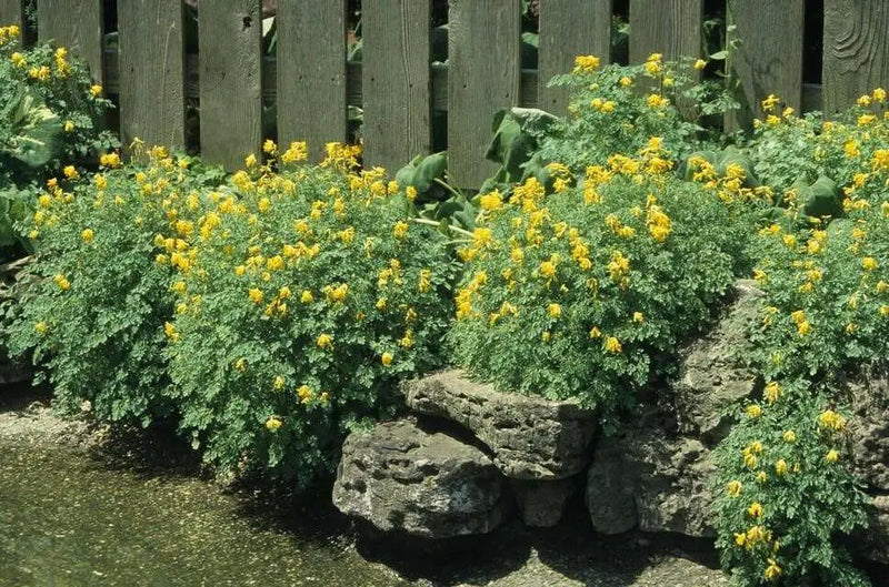 Ferny Corydalis Seeds -, Shade loving plant ,hardy perennial - Caribbean garden seed