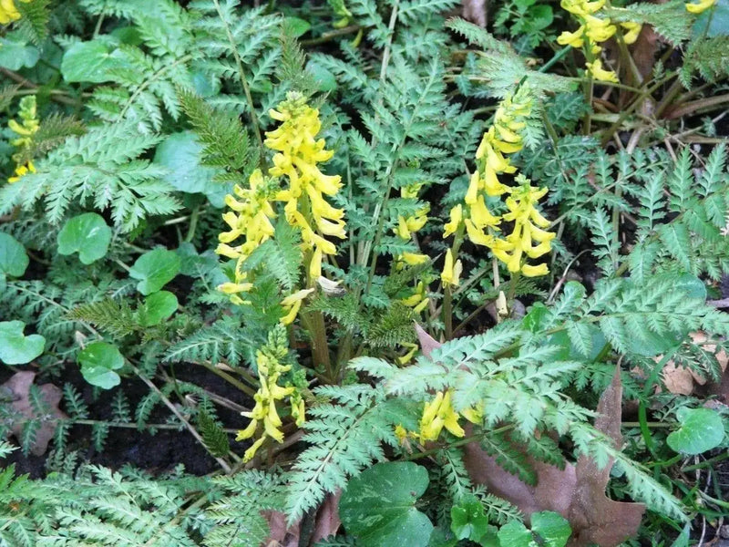 Ferny Corydalis Seeds -, Shade loving plant ,hardy perennial - Caribbean garden seed