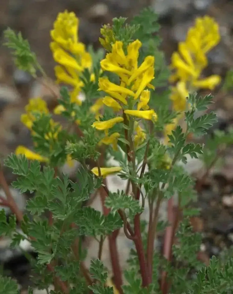 Ferny Corydalis Seeds -, Shade loving plant ,hardy perennial - Caribbean garden seed